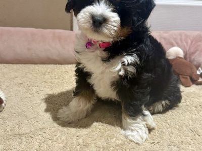 Female Micro Bernedoodle Puppy - Tri-Color, Health Tested Parents