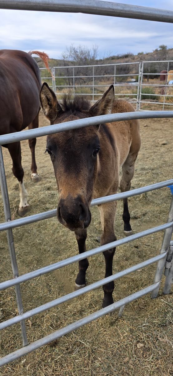 2026 AQHA buckskin filly