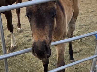 2026 AQHA buckskin filly