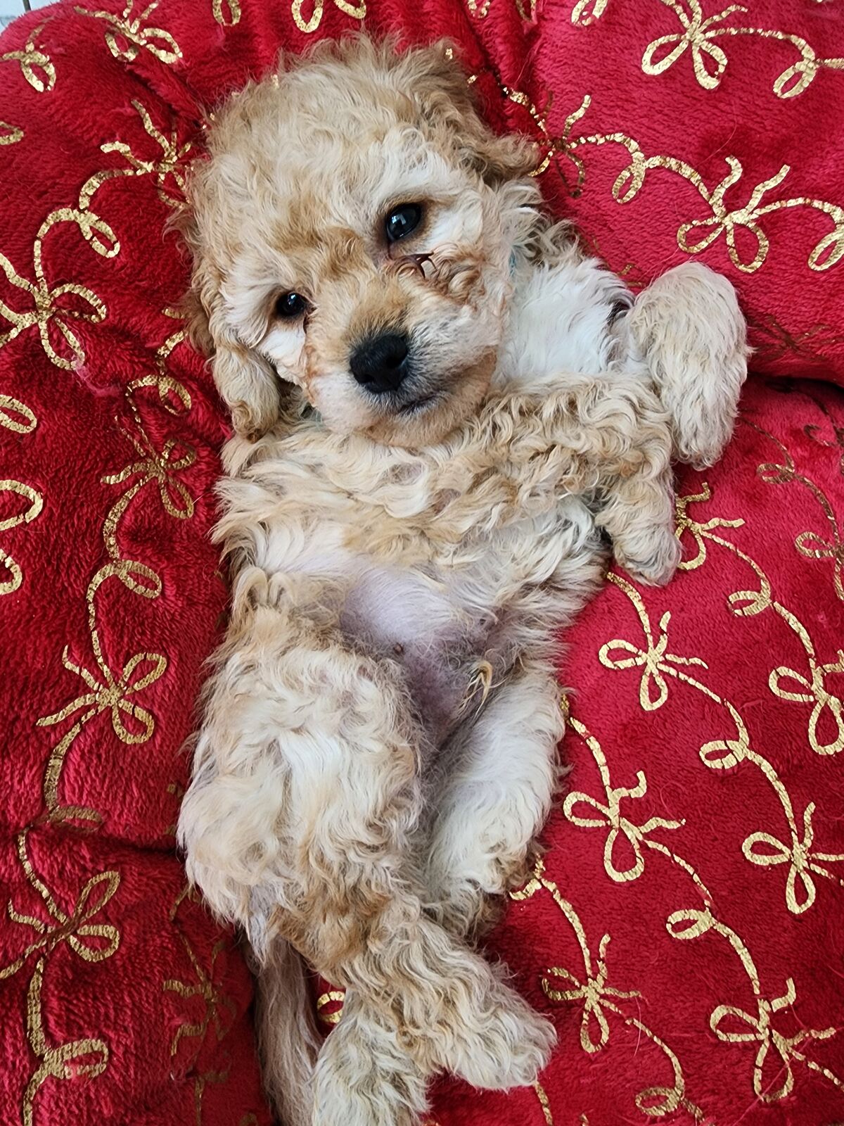 VALENTINE'S SPECIAL ADORABLE MINI CAVAPOO PUPPIES