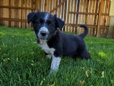 Working Line Border Collie Puppy
