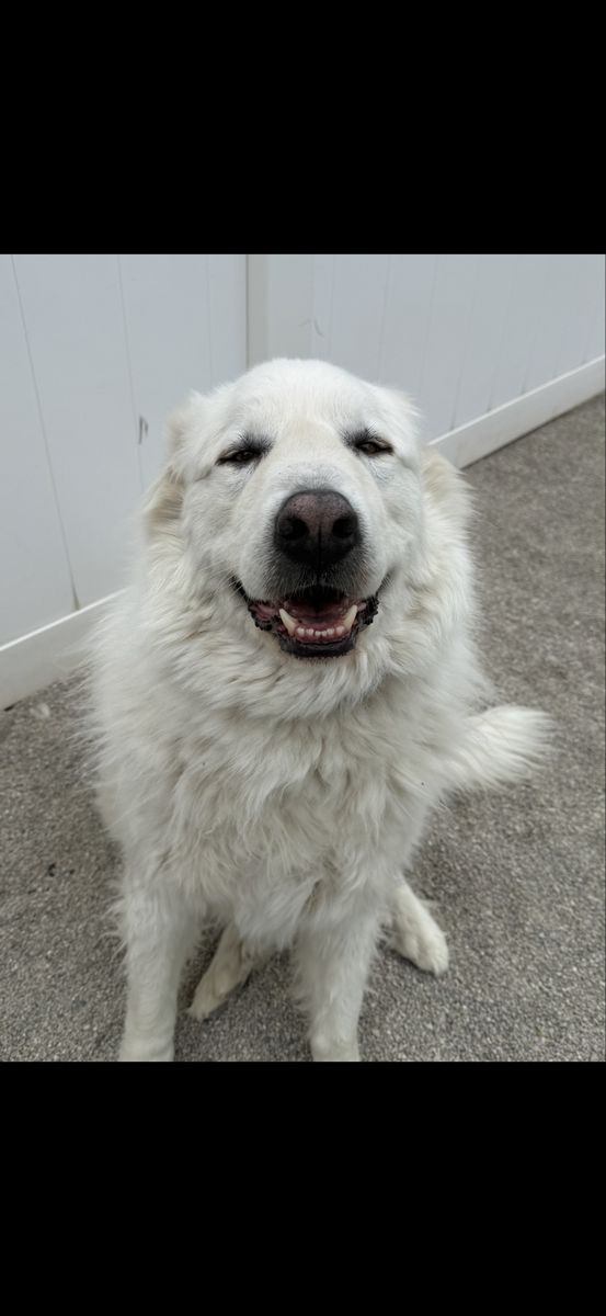 Great Pyrenees