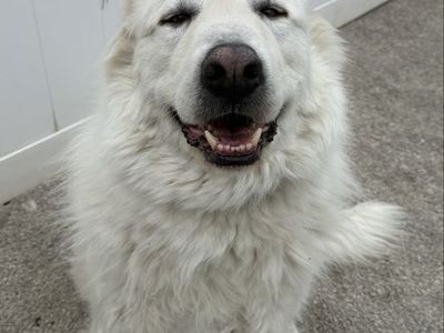 Great Pyrenees