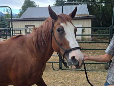 Paint horse six-year-old