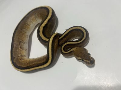 Live Pet Ball Python - Striped Morph #35