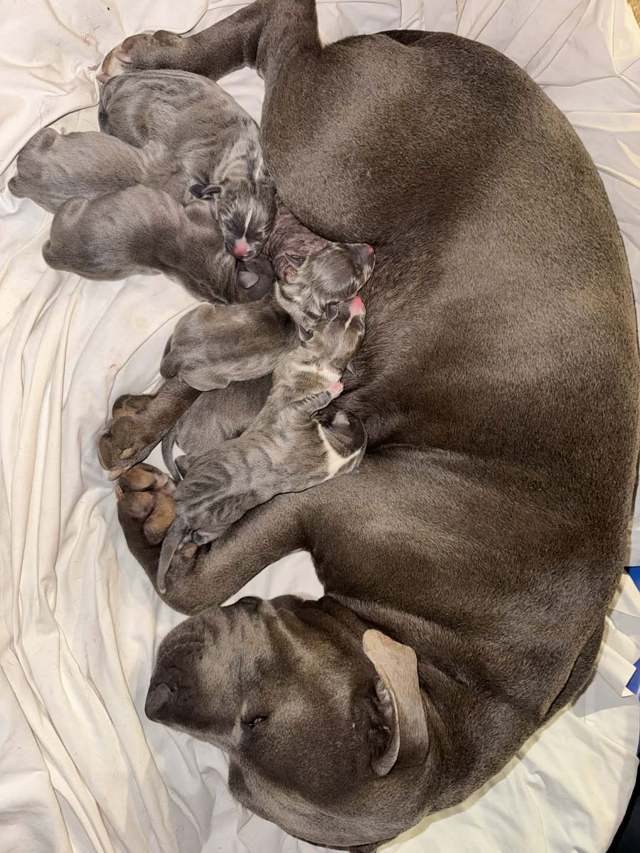 Pitbull puppies