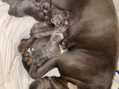 Pitbull puppies