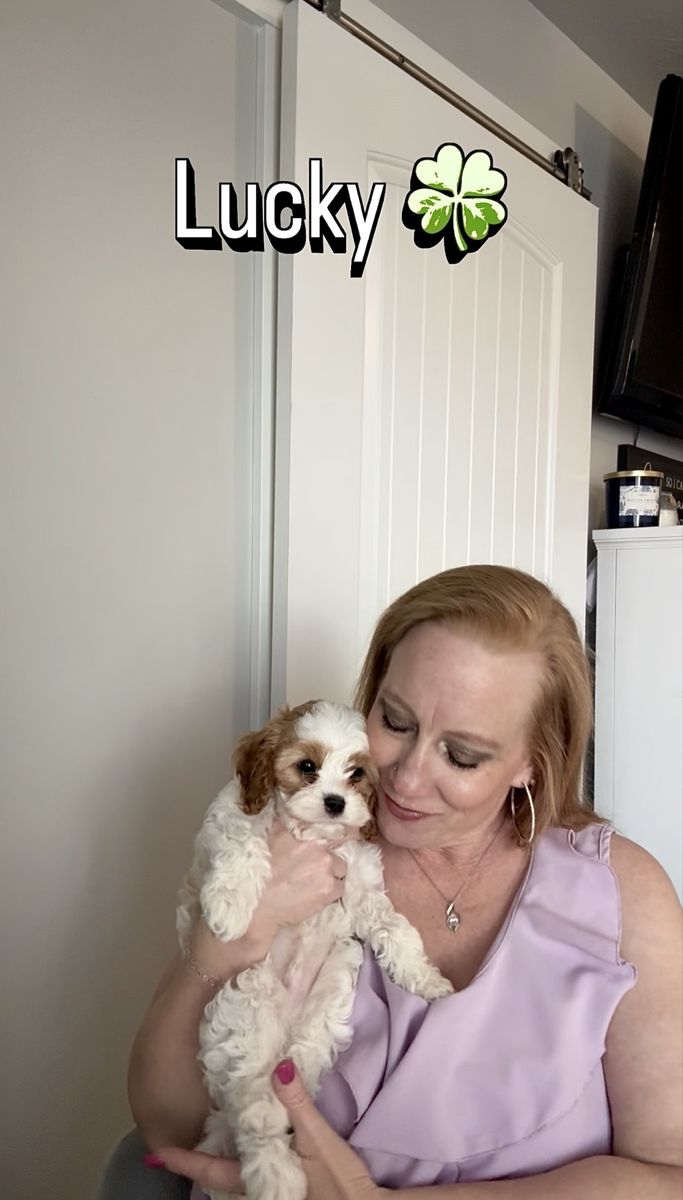 F1B Reverse Cavapoo Puppy… PERFECT EASTER SURPRISE
