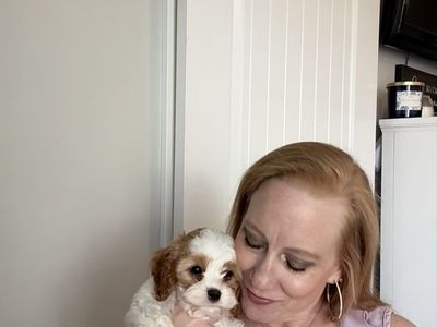 F1B Reverse Cavapoo Puppy… PERFECT EASTER SURPRISE