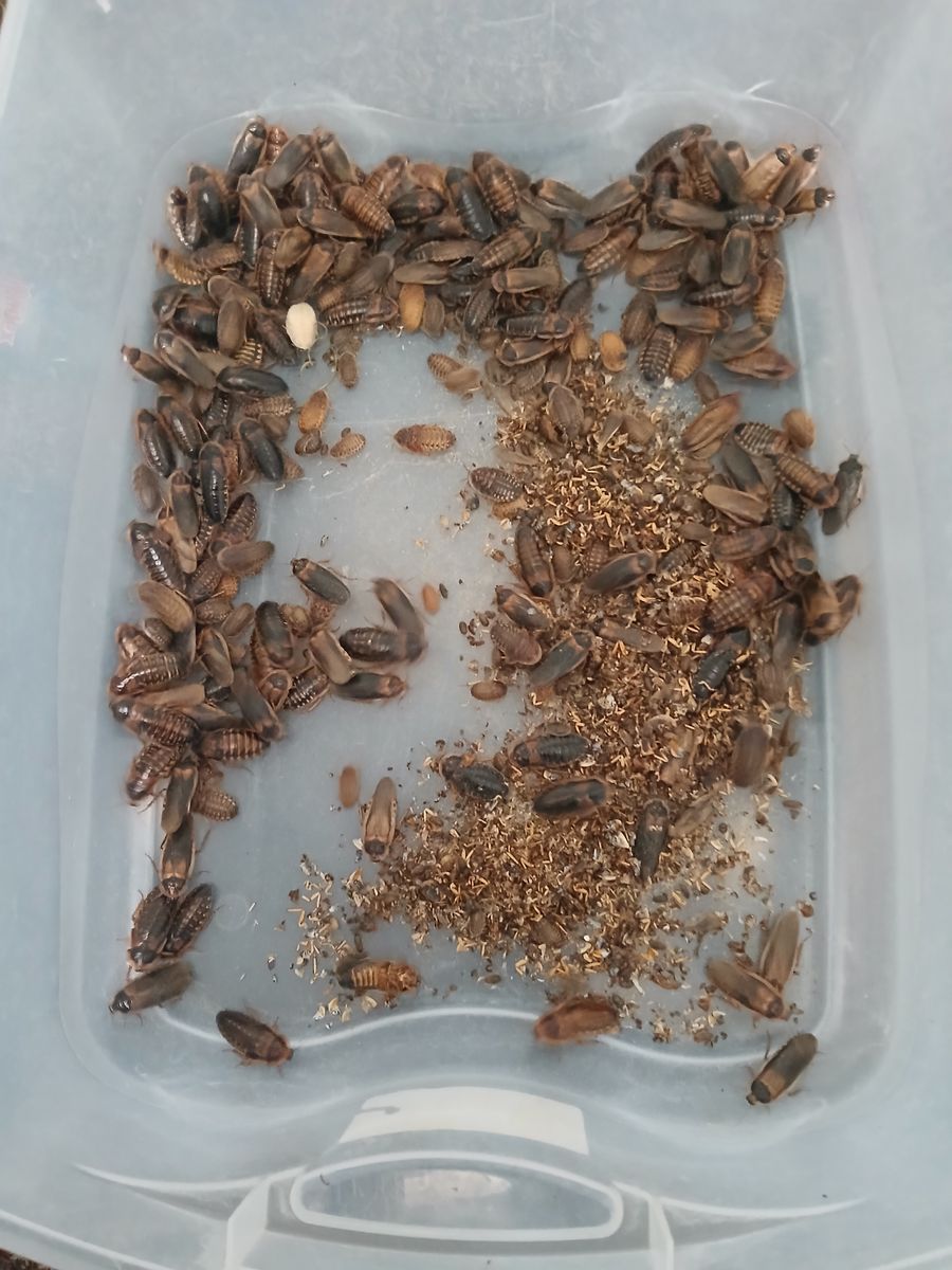 Dubia Roach colony