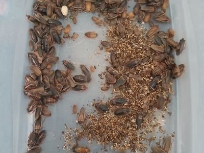 Dubia Roach colony