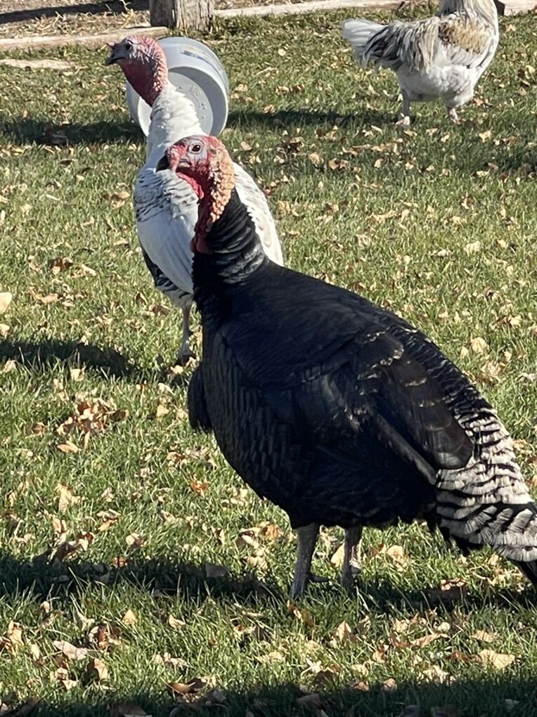 Turkeys