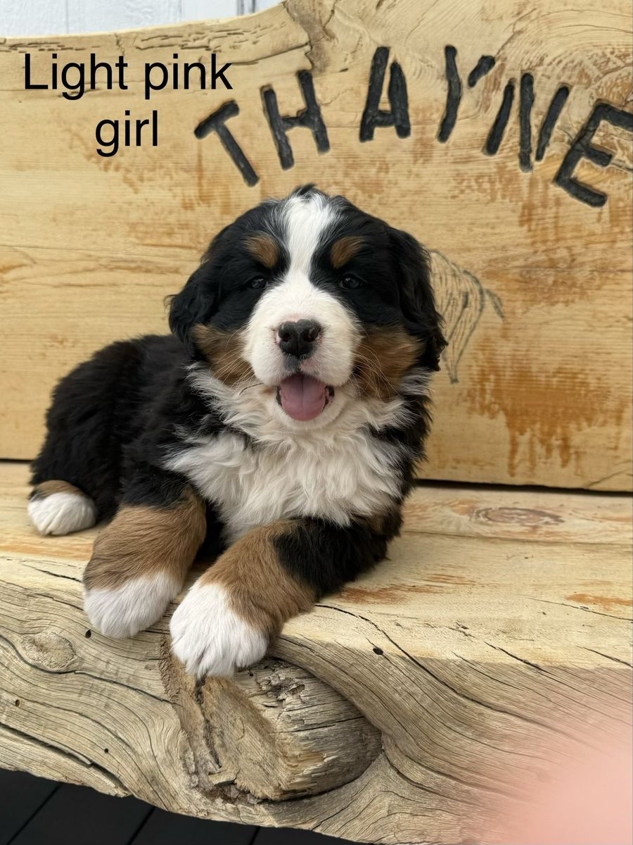 Bernese Mountain Puppies