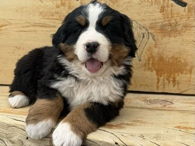 Bernese Mountain Puppies