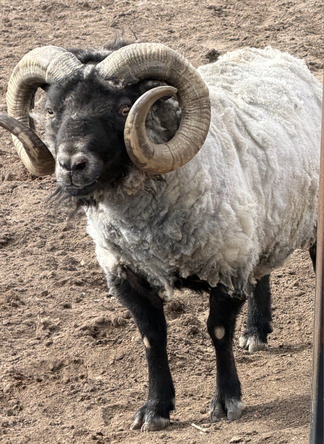 Icelandic/ Shetland Ram