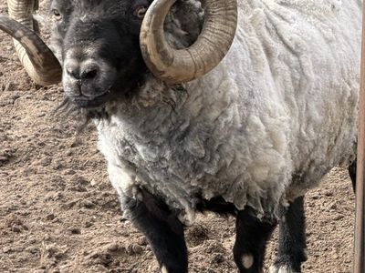 Icelandic/ Shetland Ram