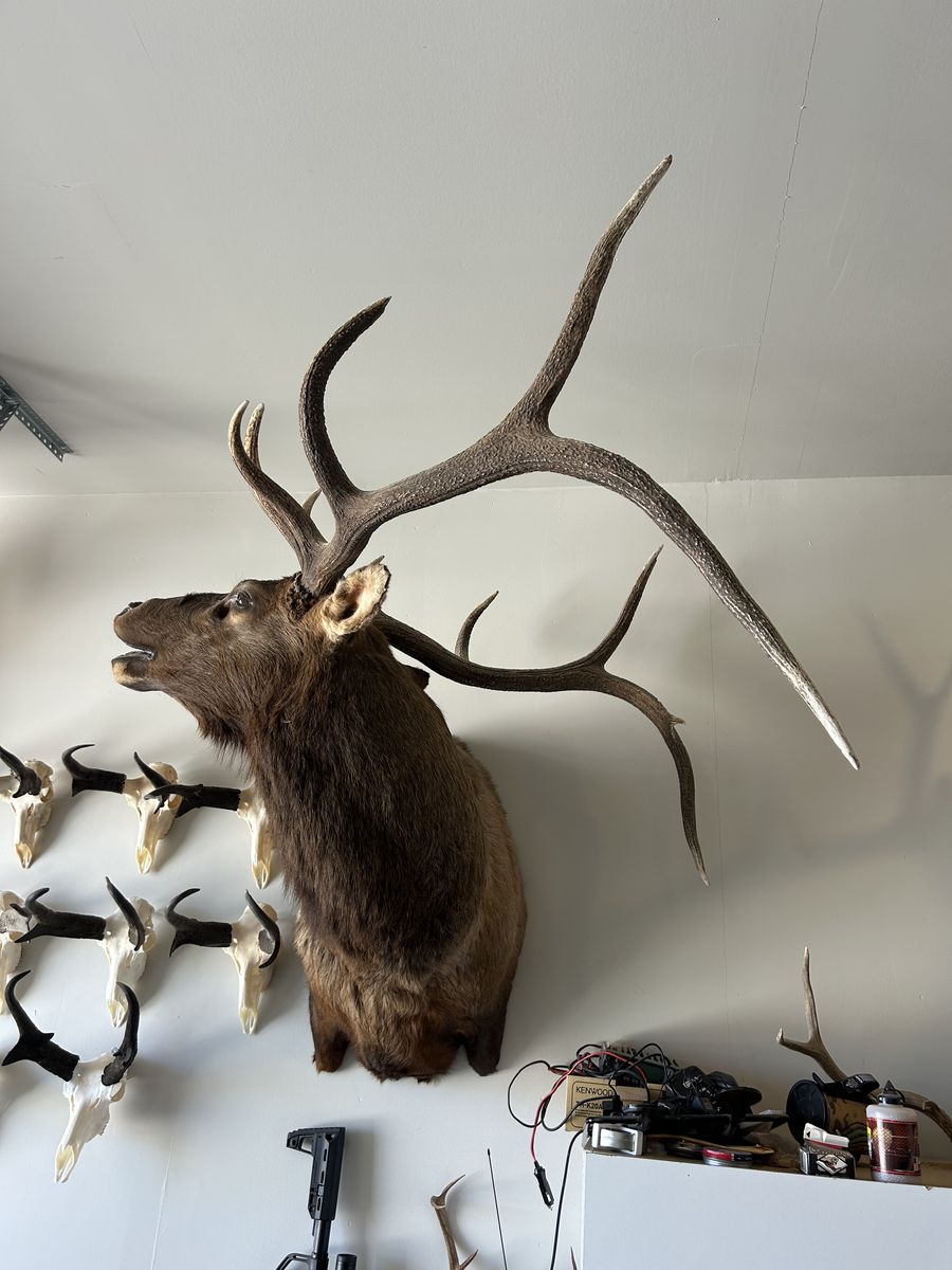 Giant 5 point bull elk mount