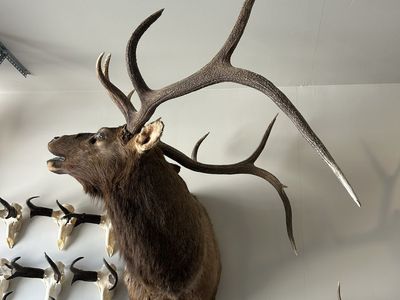 Giant 5 point bull elk mount