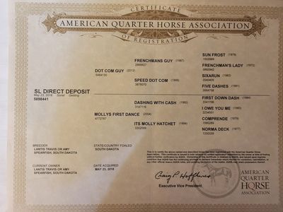 8 yo AQHA gelding