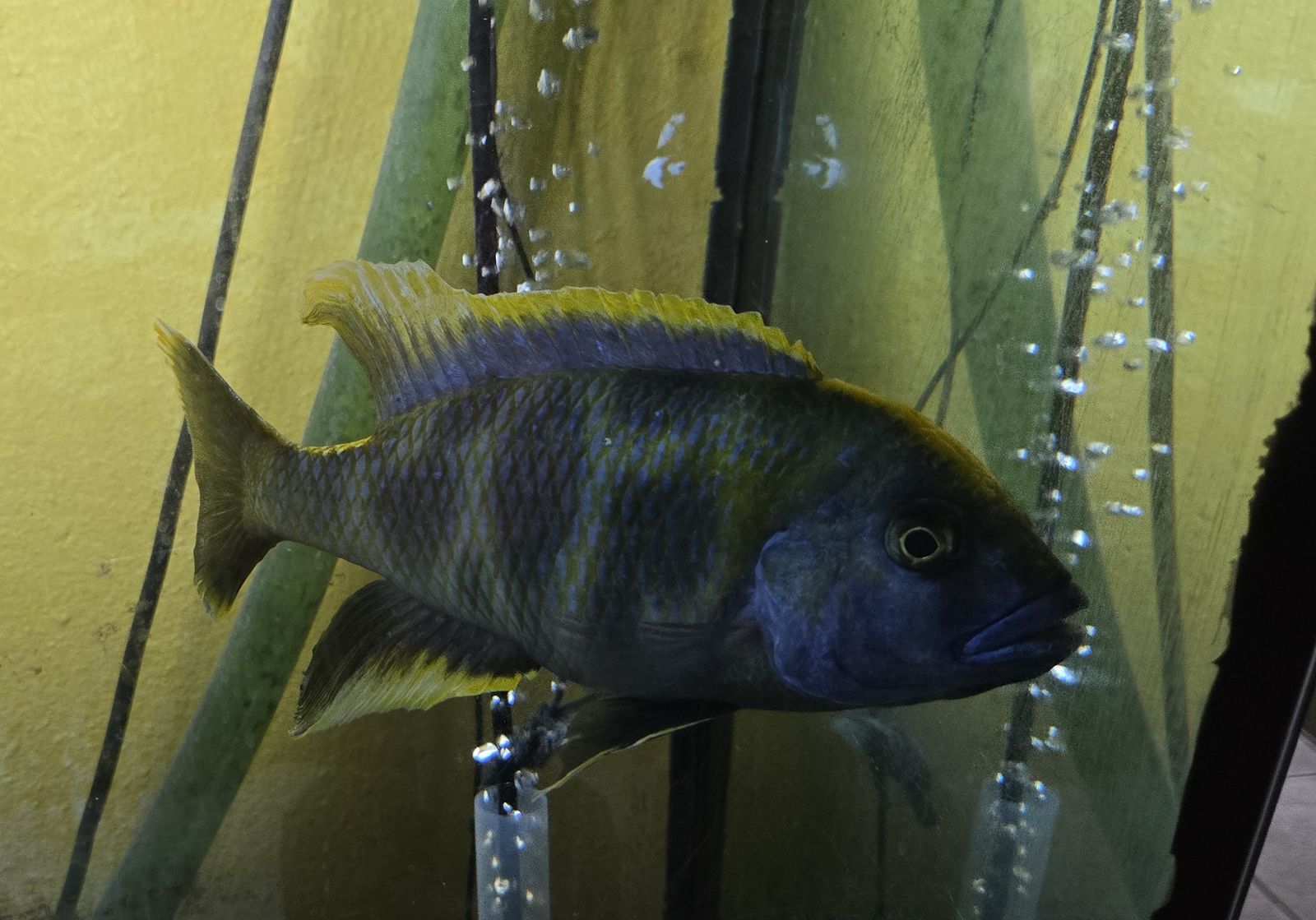Male Venustus Cichlid