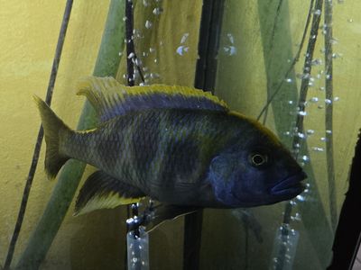 Male Venustus Cichlid