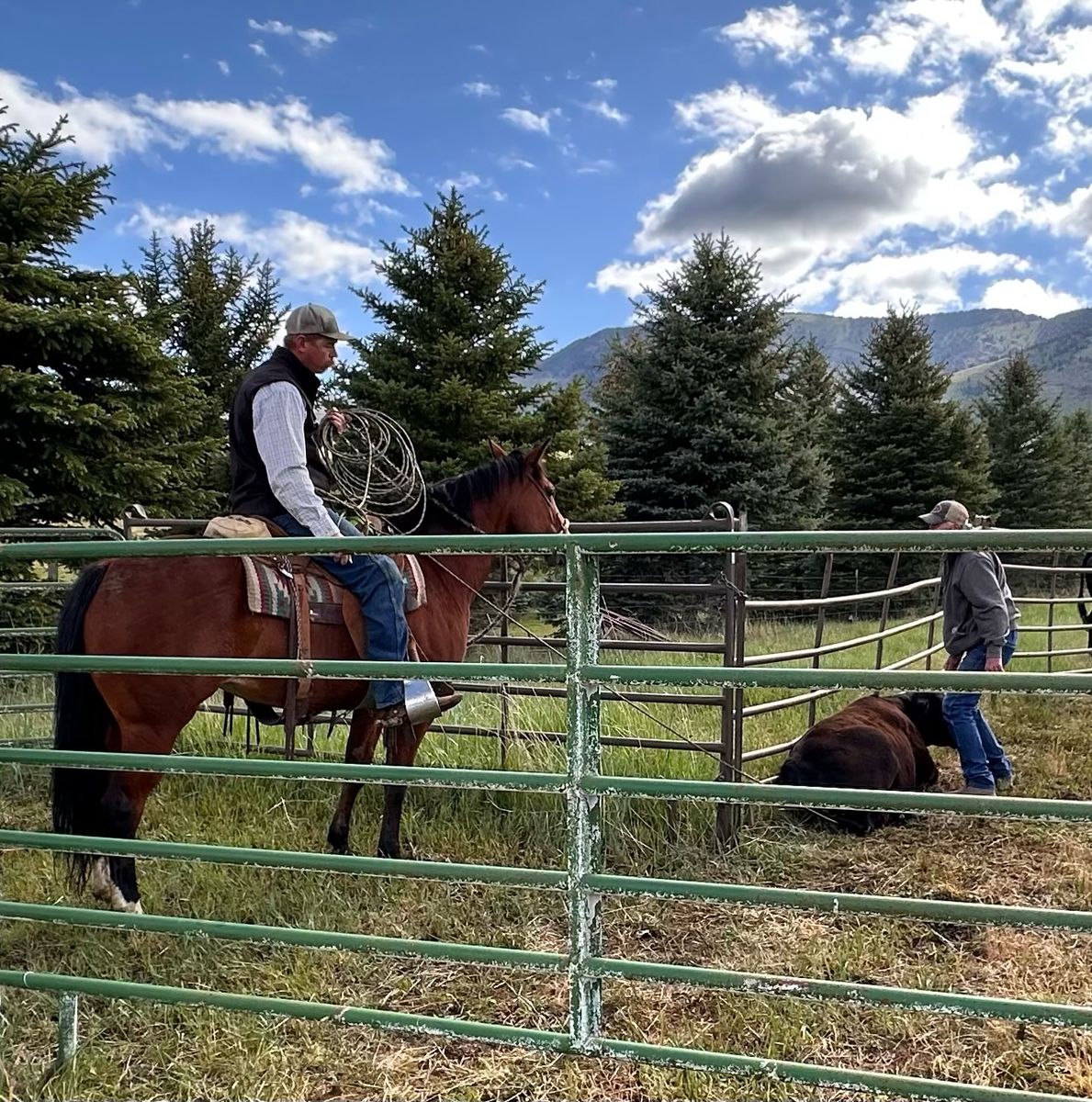 6 year old Registered mare