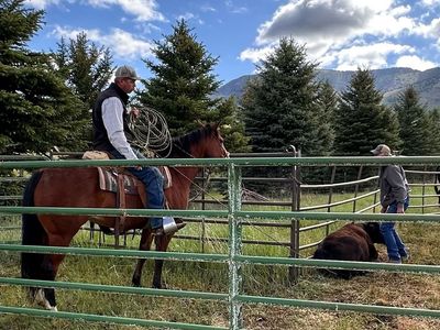 6 year old Registered mare