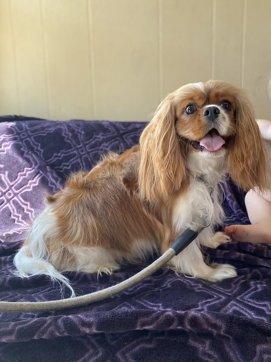 Small King Charles Cavalier Akc