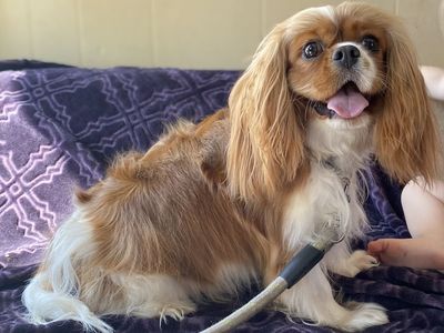 Small King Charles Cavalier Akc