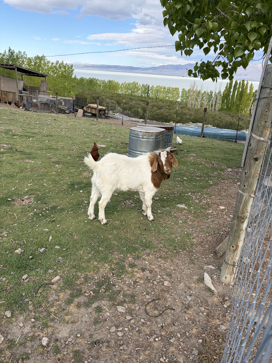Boer Goat