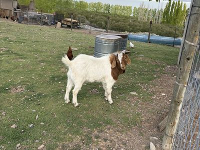 Boer Goat