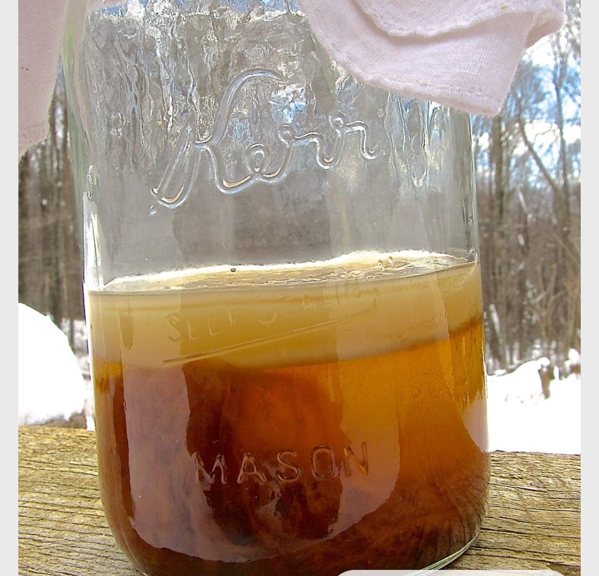 Kombucha SCOBY