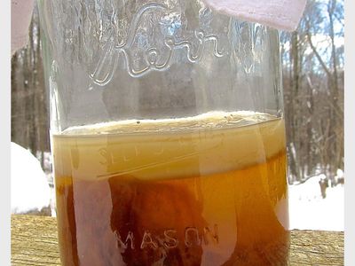 Kombucha SCOBY