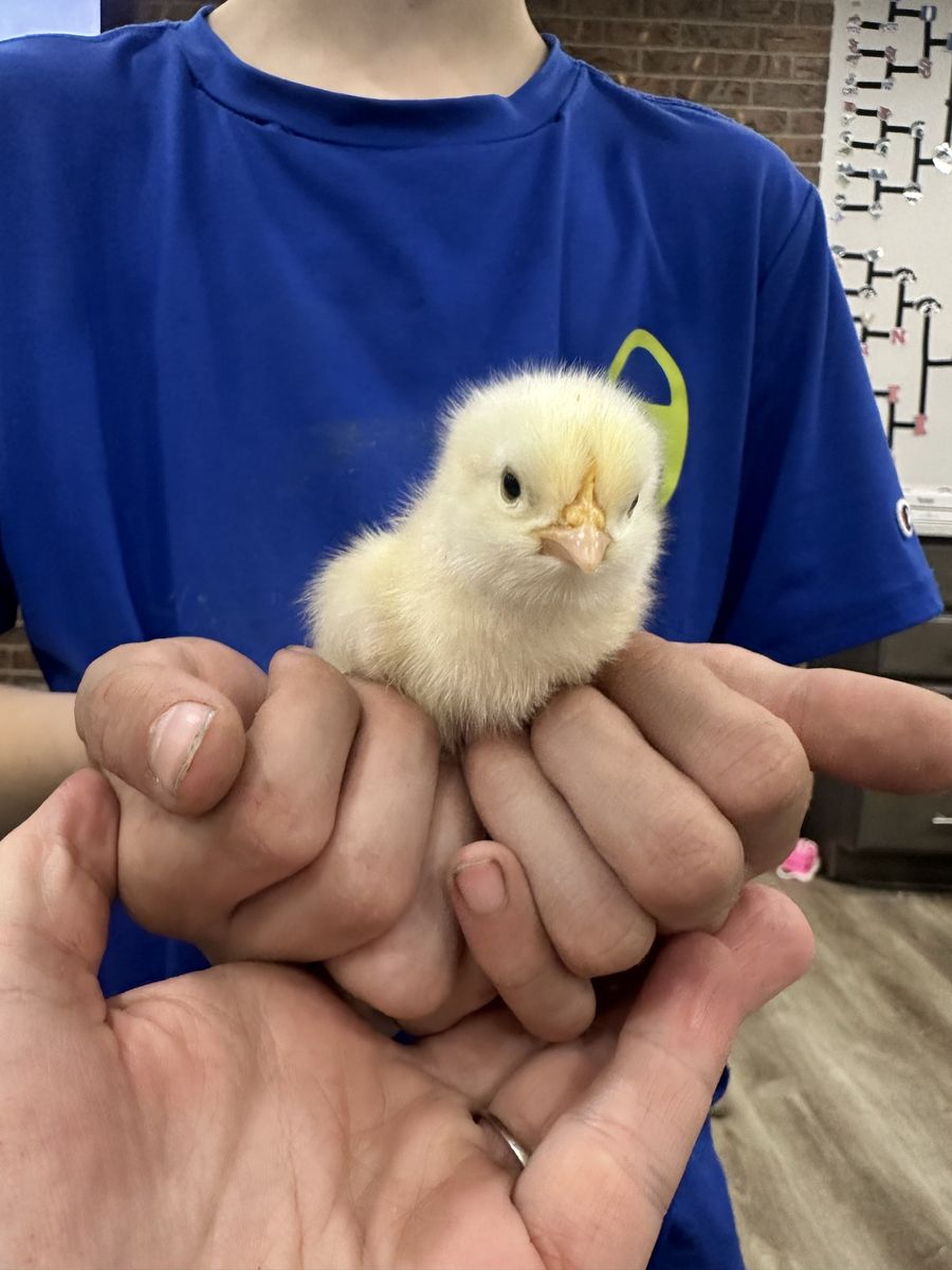 Buff Orpington Chicks