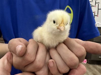 Buff Orpington Chicks