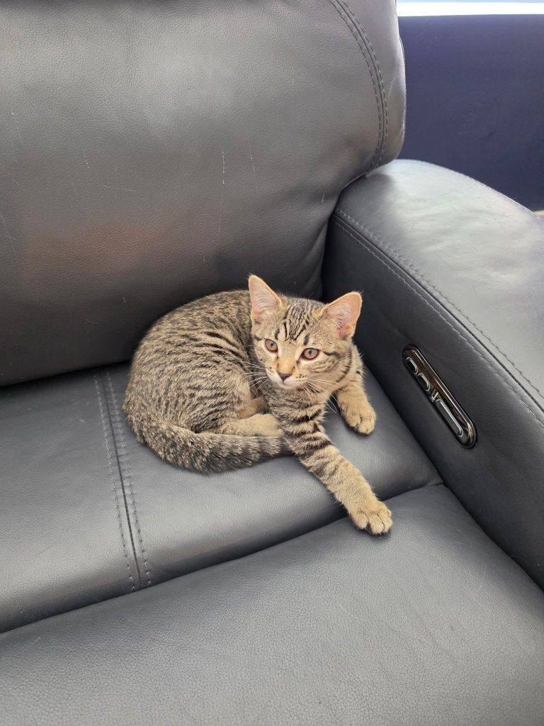 Female Tabby Cat 5 months old