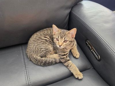 Female Tabby Cat 5 months old