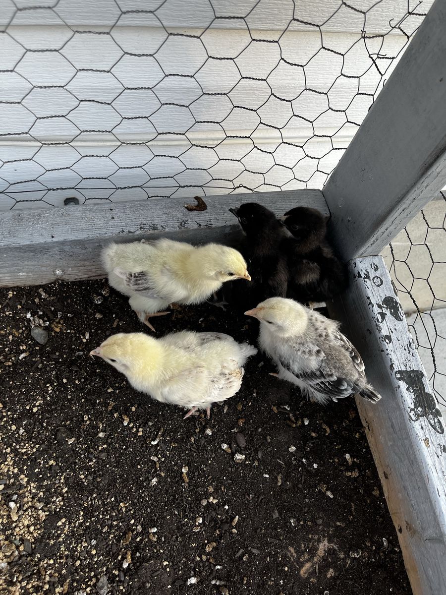 Chicks