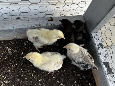 Chicks
