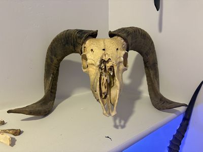 Ram Skull REAL