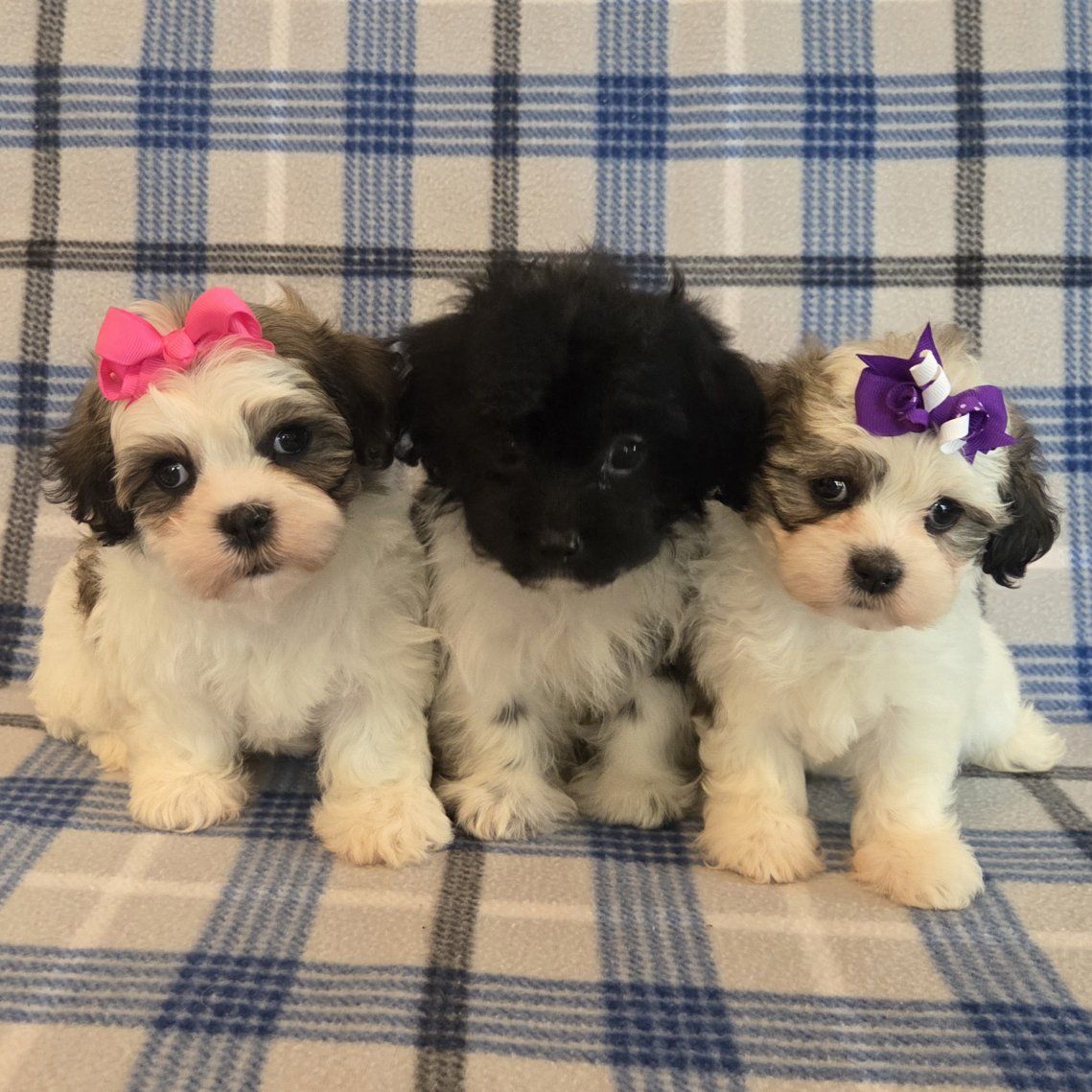 Two Adorable Shihchon Puppies and One Sweet Shorkie-Poo Puppy