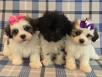 Two Adorable Shihchon Puppies and One Sweet Shorkie-Poo Puppy
