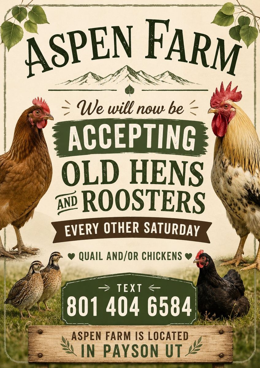 Accepting old Hens, rooster and quail