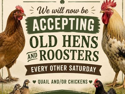 Accepting old Hens, rooster and quail