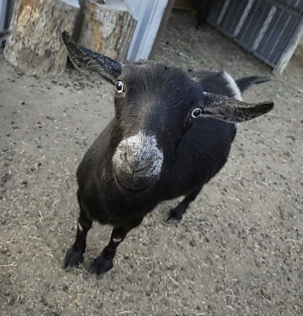4 year old nigerian dwarf goat doe