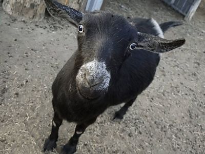 4 year old nigerian dwarf goat doe