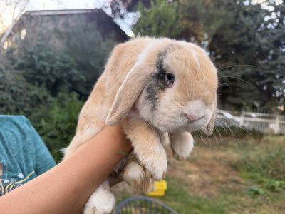 Holland Lop Buck Rabbit - 2yo - Cute Bunny