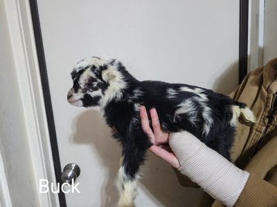 Bottle Baby buckling