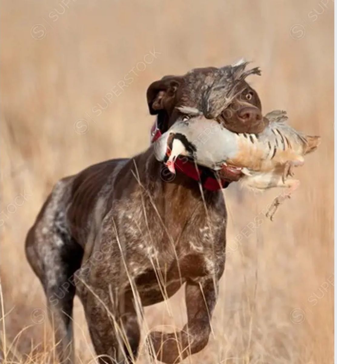 Dog Training Tune Up Time-Pigeons, Chukars, Pheasants