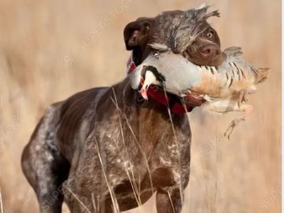Dog Training Tune Up Time-Pigeons, Chukars, Pheasants